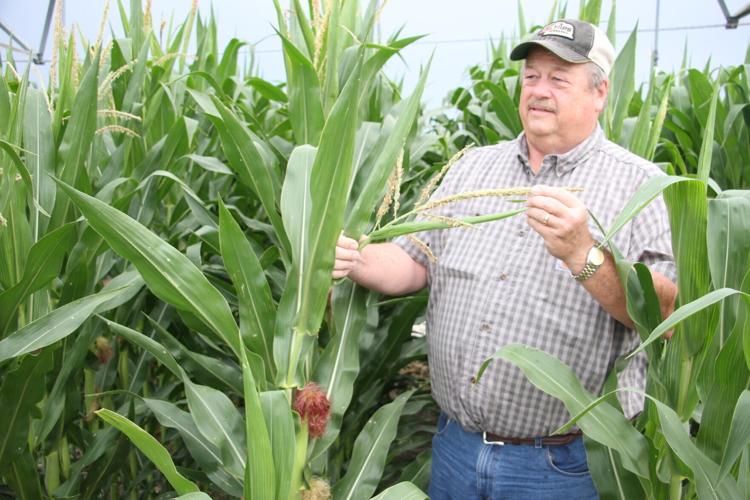 Detasseling ensures higher quality of seed corn