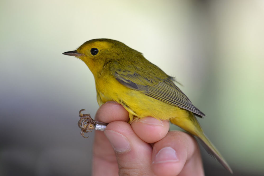 Bird Banding Key Tool In Understanding Habitats Lifestyle Youth Starherald Com