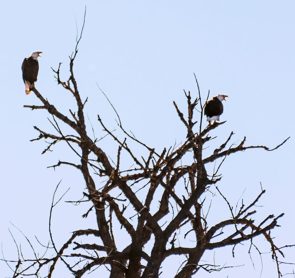 Still Soaring Game Officials Say More Bald Eagles Than Ever