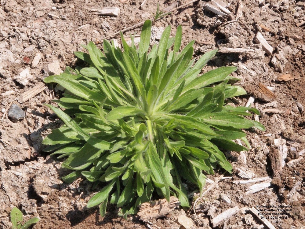 Range and Pasture Weed of the Week Marestail (Horseweed) Farm and