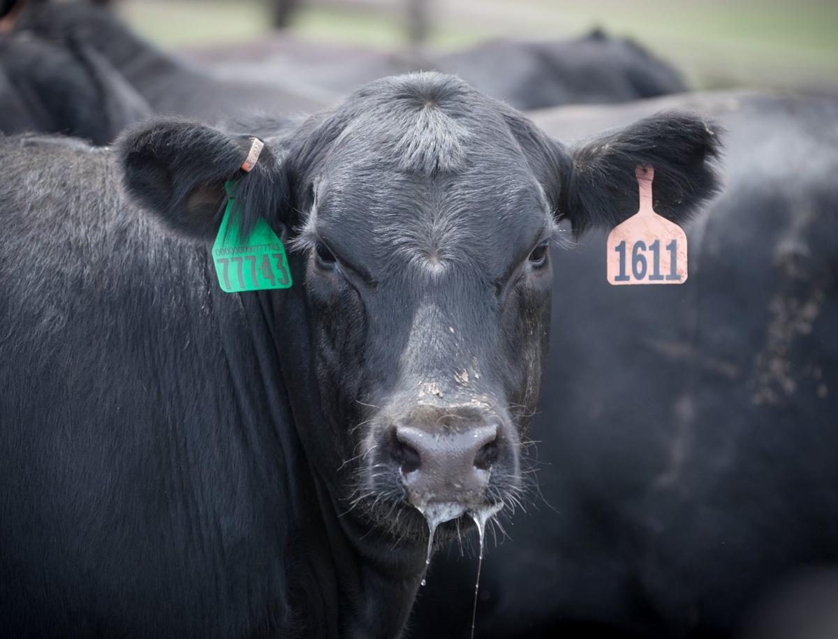 USDA Nebraska began 2018 with 6.8 million cattle, most since 1984