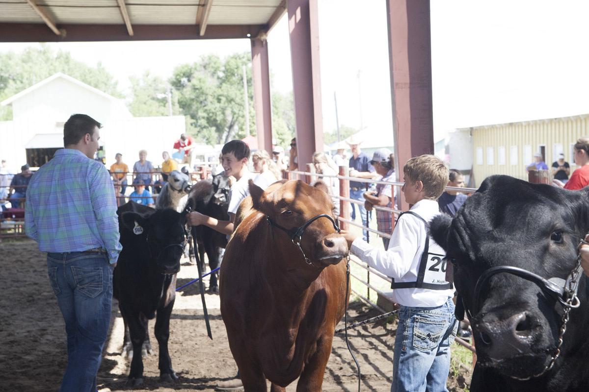 PHOTOS 2018 Morrill County Fair Beef Show Local
