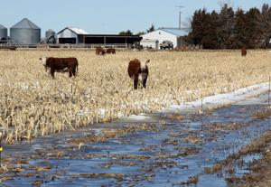 Cattle feed option in drought: Grazing standing corn