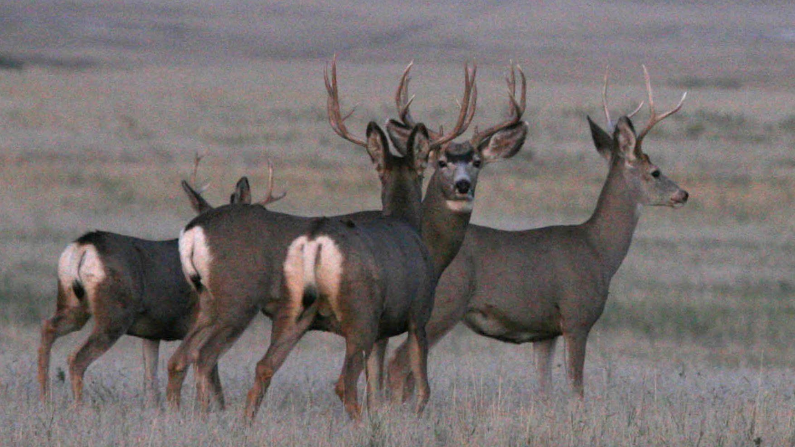With Nebraska deer season numbers down, changes are likely - Vimarsana News