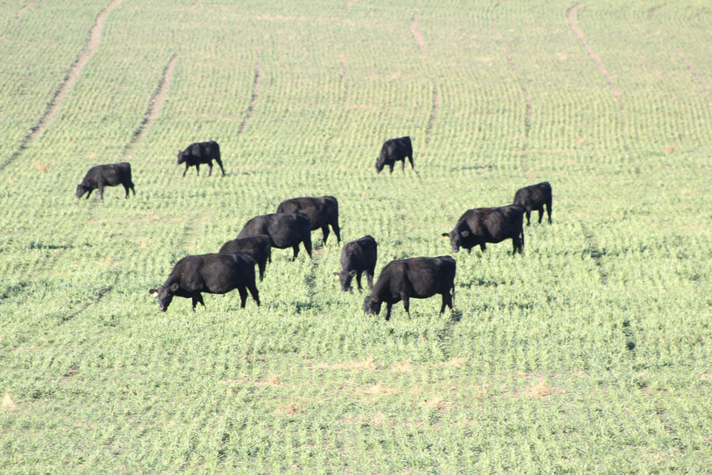 Aaron Berger - Grazing Winter Wheat