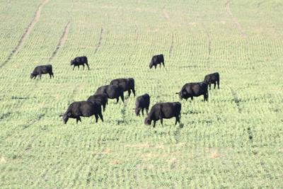 Estimating A Fair Value For Standing Forage Farm And Ranch