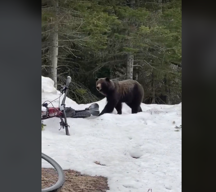 FWP receives reports of active grizzly bear, mountain lions