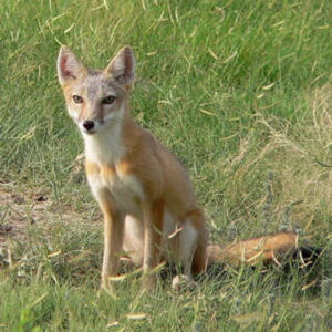 Swift foxes draw UNL researchers