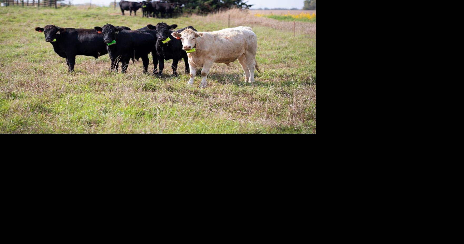 Nebraska extension to host breeding and grazing programs