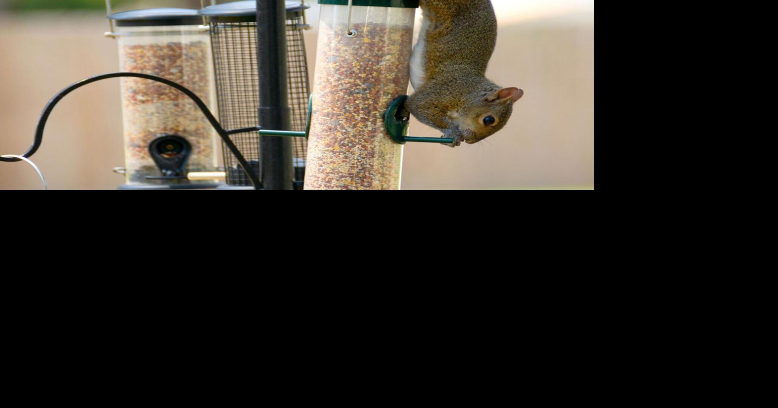 D. Jake Roberts: Oh, no, a wounded squirrel. Now what?