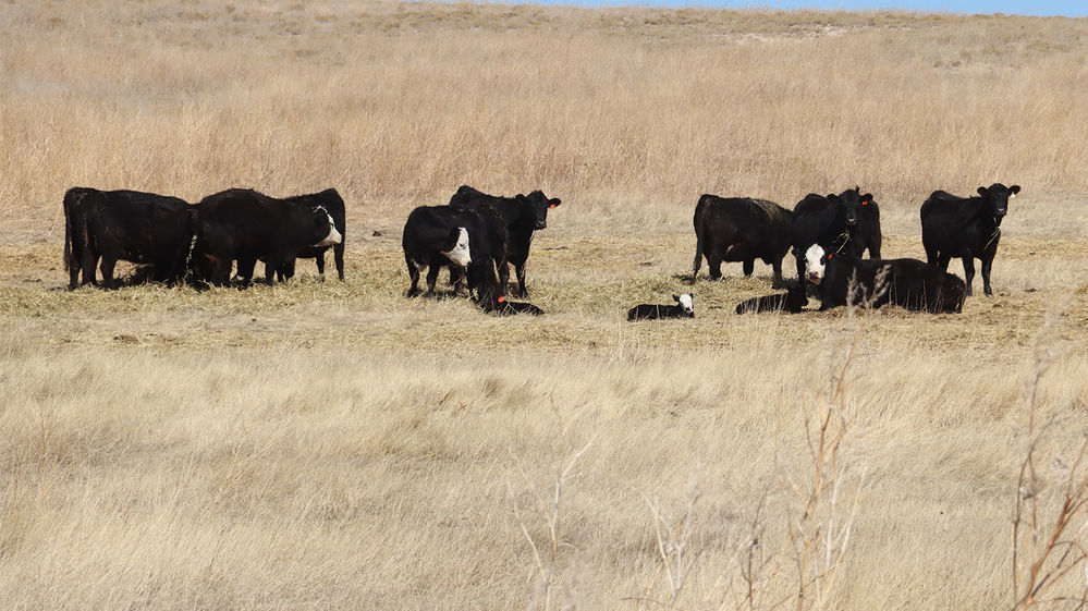 Nebraska is the ‘Beef State’ for good reason Food