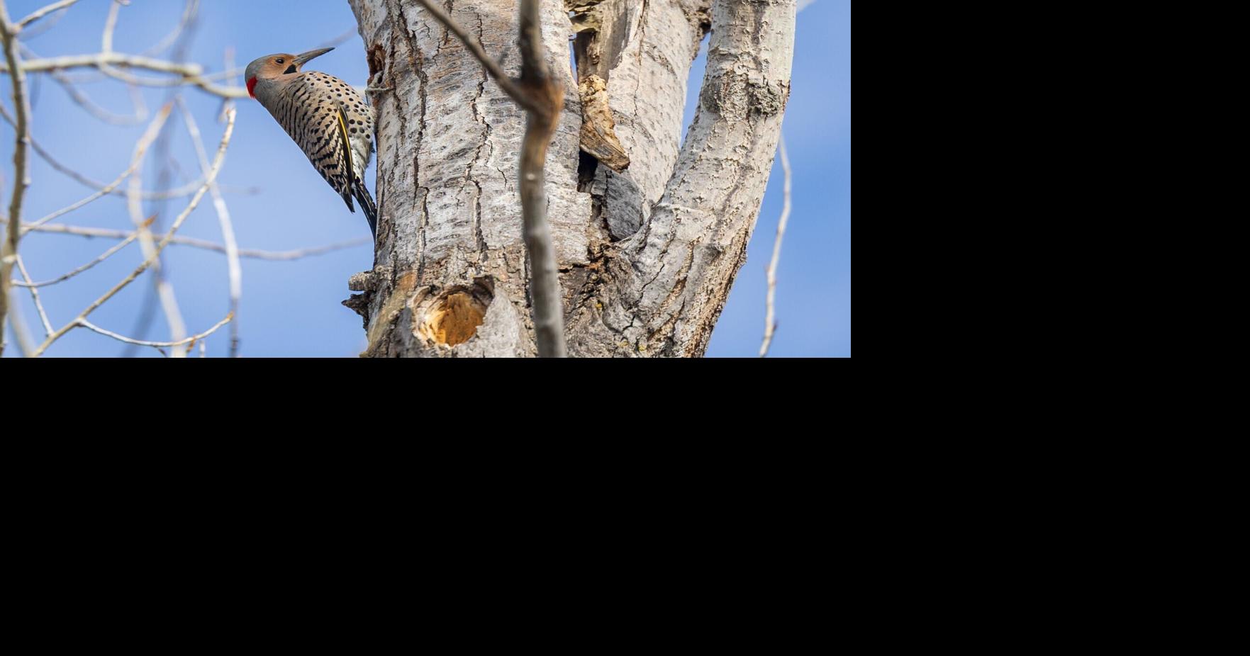 Lincoln Parks and Rec to remove hazardous trees, plant new ones