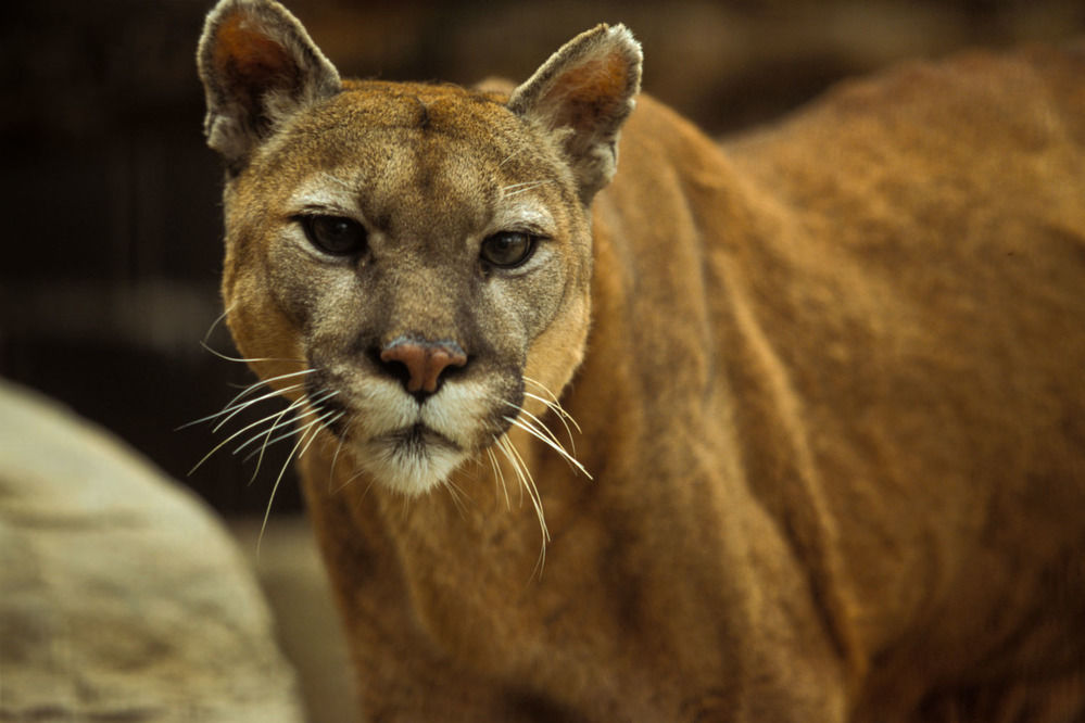 Ranchers express concerns about mountain lions in the ...