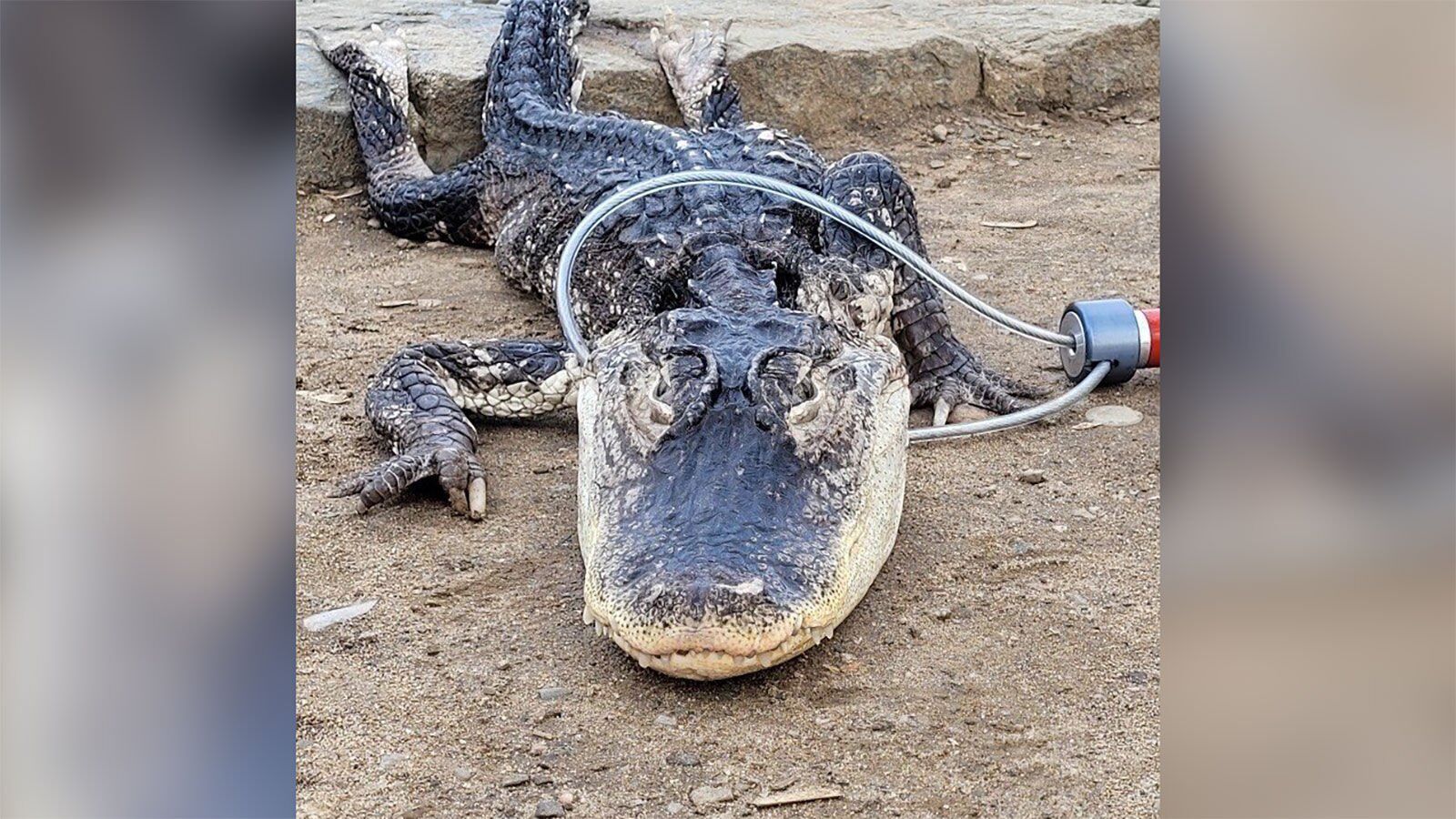 air force veteran fights off alligator