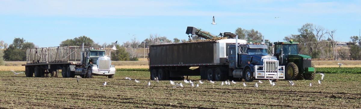 After a devastating harvest in 2019, sugarbeet growers are presented with a “comeback” year