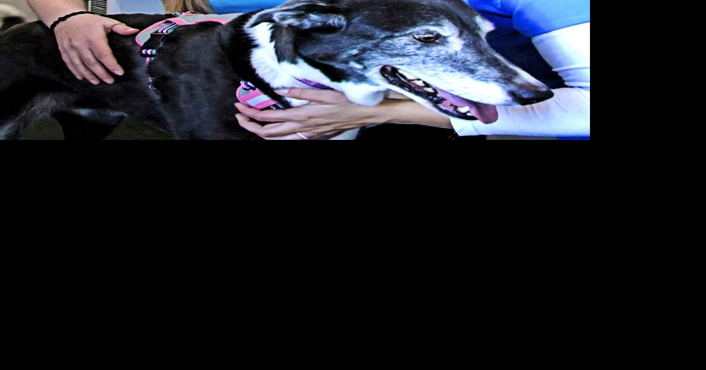 Wyobraska Veterinary Services go mobile to make services accessible