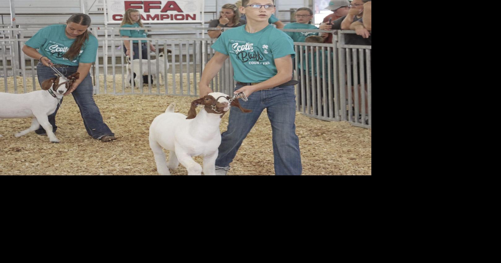 4-H'ers, FFA competitors show goats at Scotts Bluff County Fair
