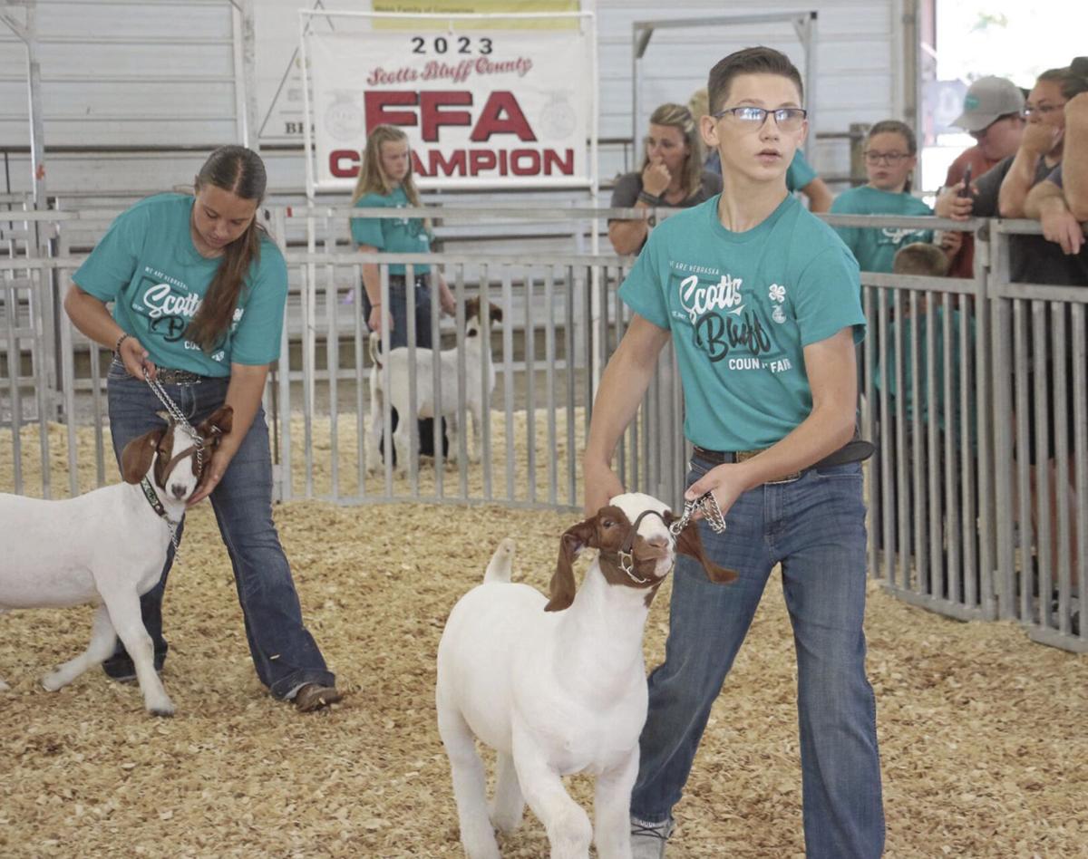 4H'ers, FFA competitors show goats at Scotts Bluff County Fair