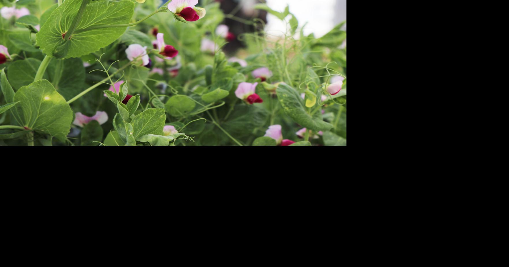 Deadline nears to sign up for cattle and forage production systems program