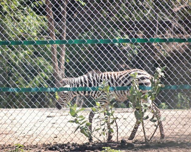 Two zebras give birth at Riverside Discovery Center