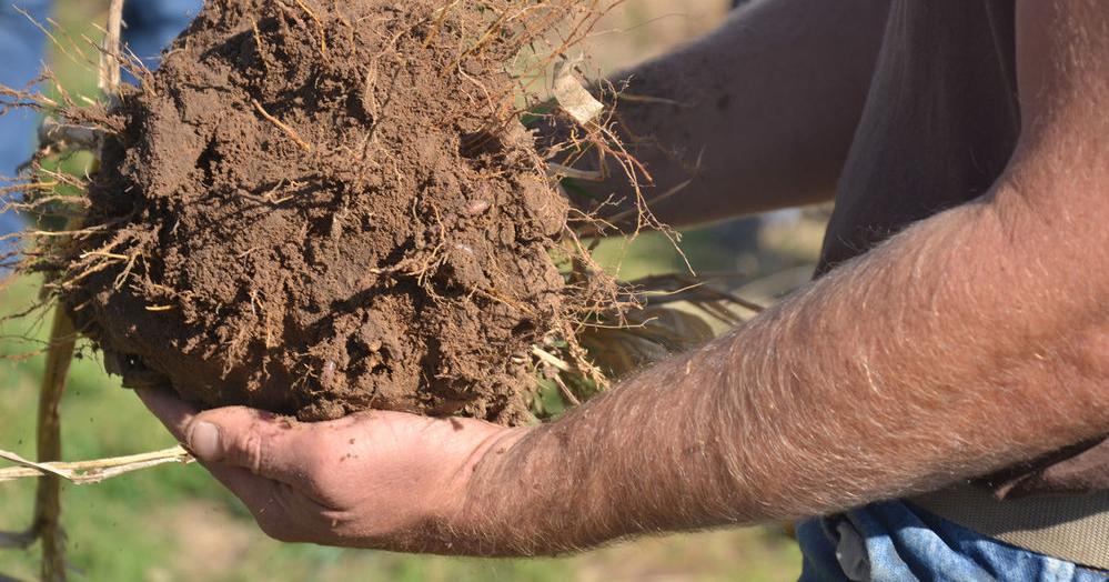 D. Jake Roberts: Impact of earworms, earthworms and other worms