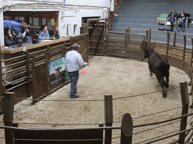 Platte Valley Livestock Auction serves the beef industry with pride