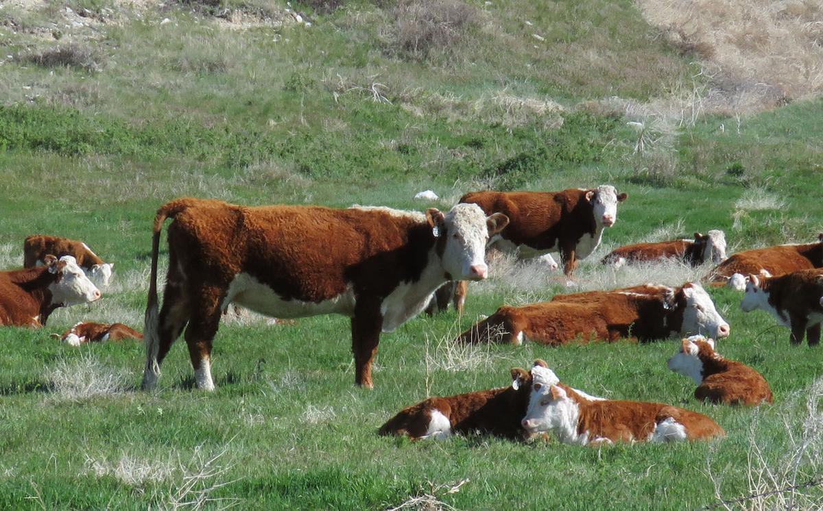 Western Nebraska producers can diversify income with fall calving herd, but can come with challenges