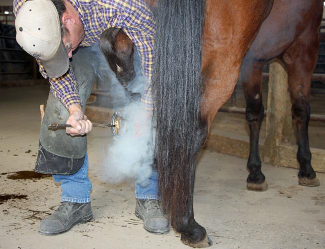 Horses in Pain  Butler Professional Farrier Schools