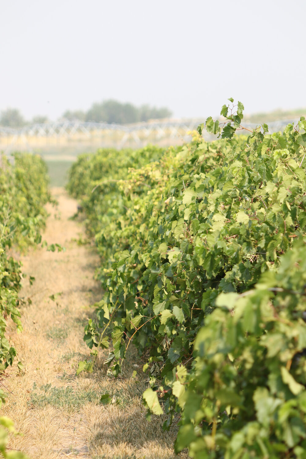 Raising grapes on the Wyoming-Nebraska border at Table Mountain Vineyards