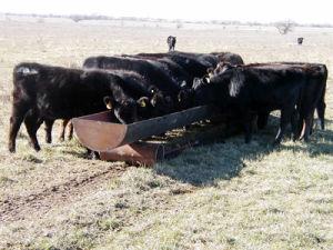 Feed Bunks