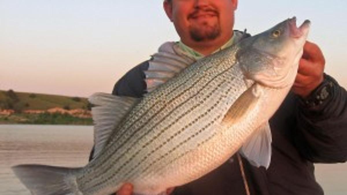 A Long Night Chasing Lunkers On Nebraska S Biggest Reservoir Columnists Starherald Com A Long Night Chasing Lunkers On Nebraska S Biggest Reservoir Columnists Starherald Com
