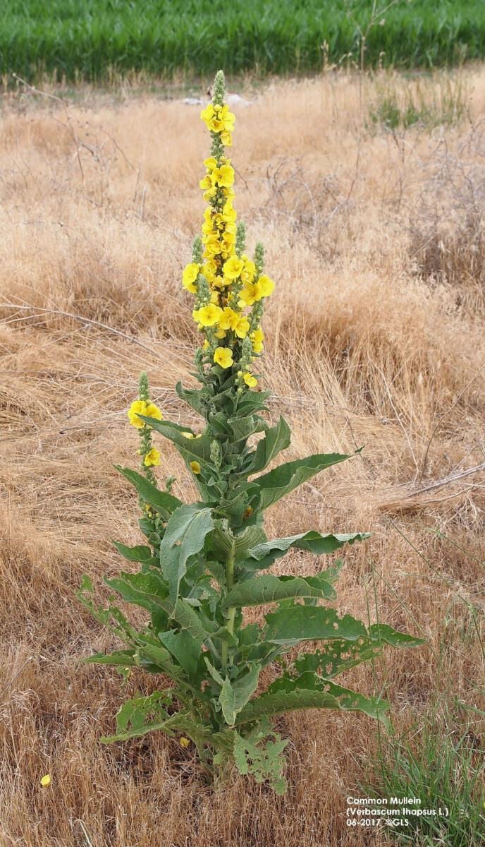 Range and Pasture Weed of the Week – common mullein | Botany ...