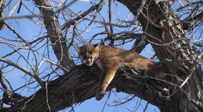 Mountain Lions In Nebraska Is A Mountain Lion Really A - 