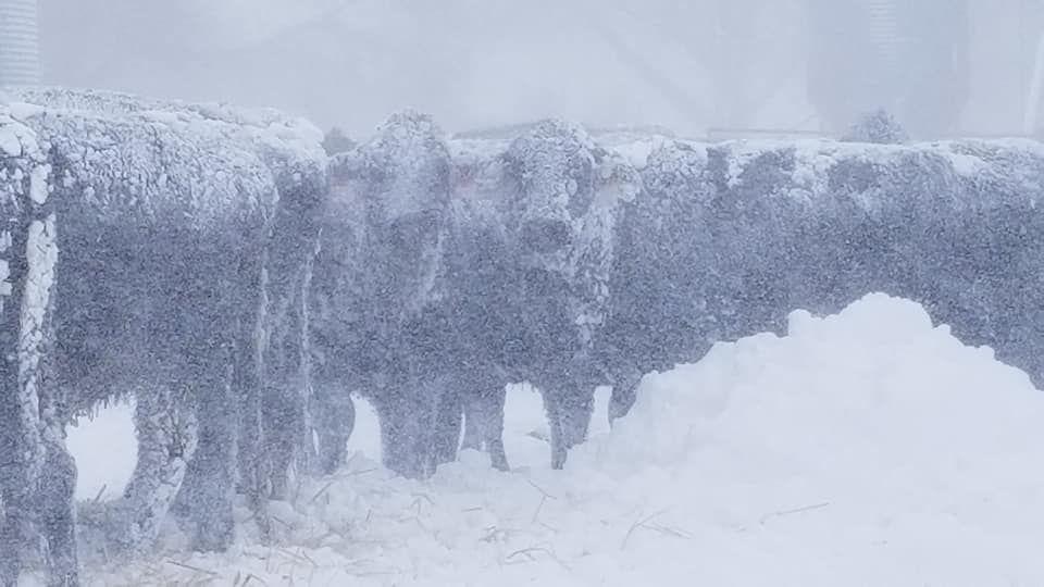 Unforgettable Storm Blizzard Impacts Hemingford Panhandle