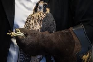 Two Peregrine Falcons Take Flight At Mutual Of Omaha Headquarters