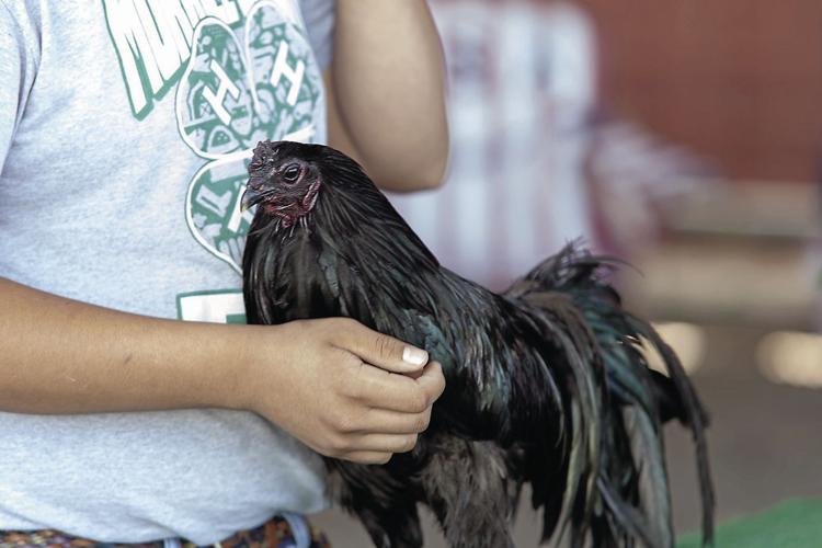 Morrill County Fair off and running, activities planned throughout the week