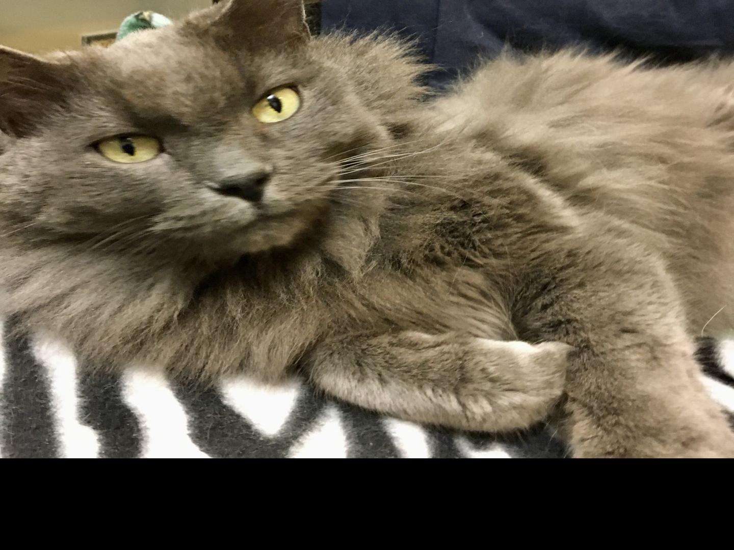 A Christmas Miracle Californian Is Reunited With Cat Lost In