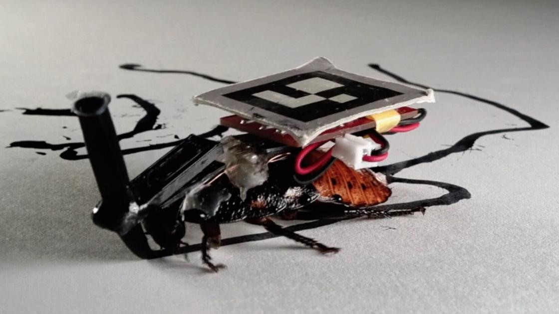 Scientists develop Cyborg Cockroaches to help Humans with Tasks