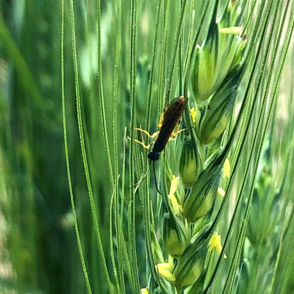 PANHANDLE PERSEPCTIVES: Wheat stem sawfly emergence