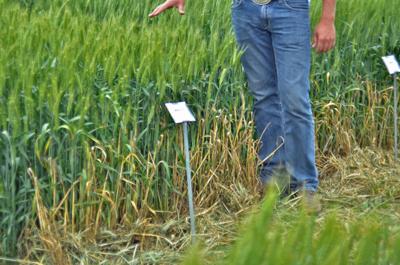 Report 81 Of Winter Wheat Crop Now Harvested In Kansas