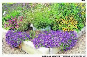 A Supertunia summer is coming