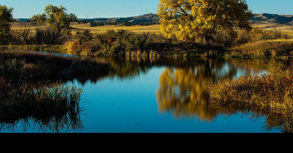 Master Gardener Tips Water your trees in the fall, into the winter