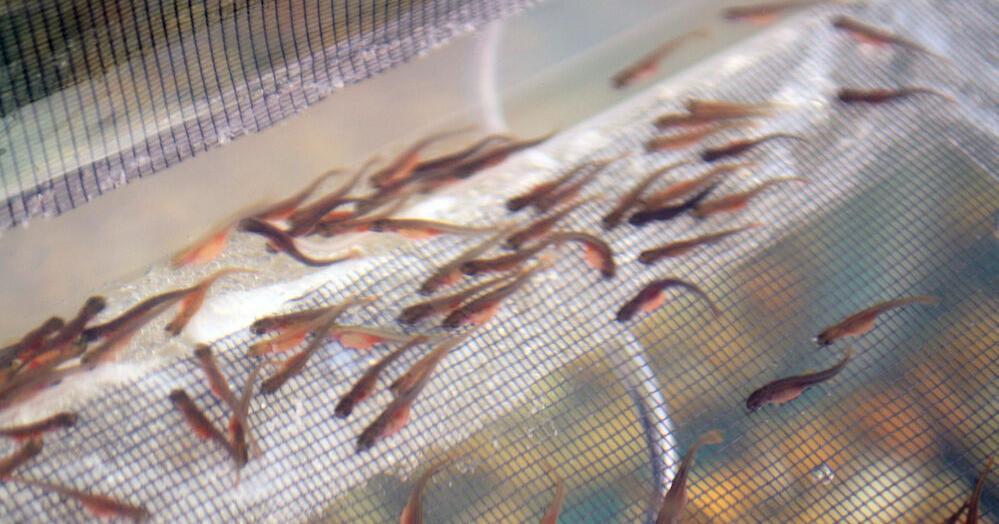 Trout in the Classroom extends application deadline