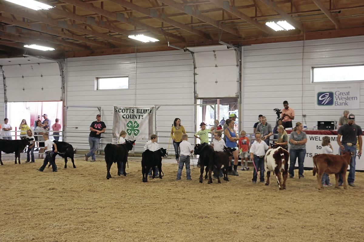 PHOTOS Scotts Bluff County Fair Beef Show 2019