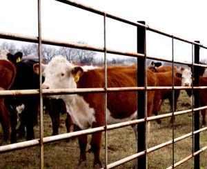 Fortress Fencing