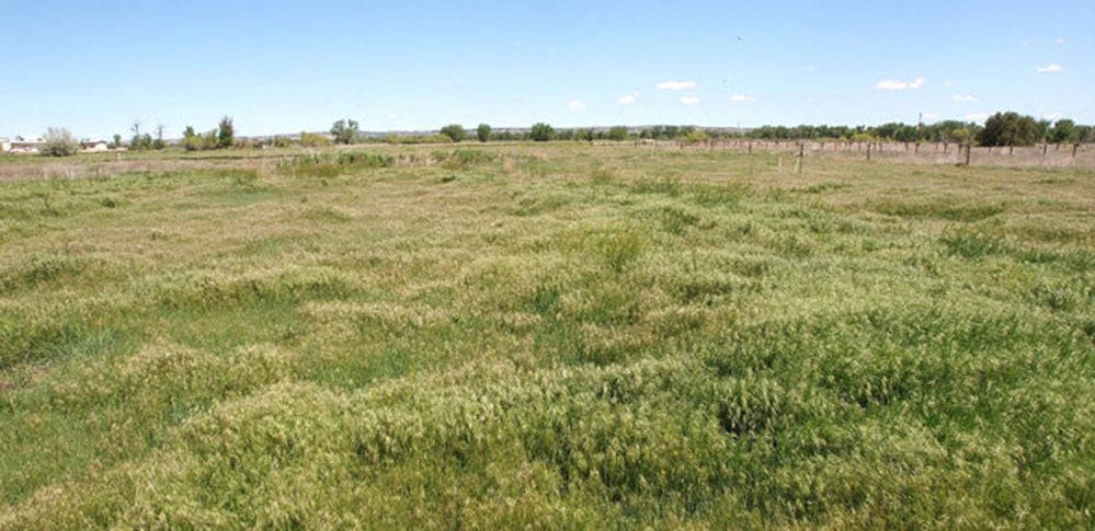 Wyoming Restoration Challenge: Cheatgrass