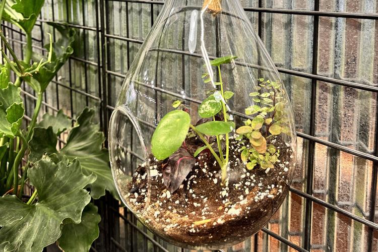 The Vine Plants New Roots in Downtown North Platte