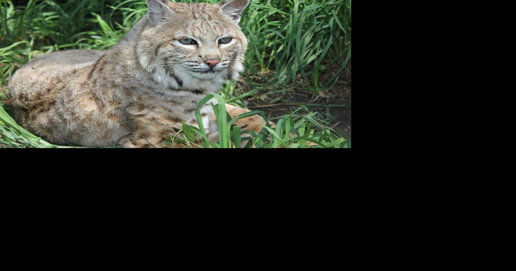 Zeus, beloved bobcat who far exceeded life expectancy, dies at Lincoln zoo