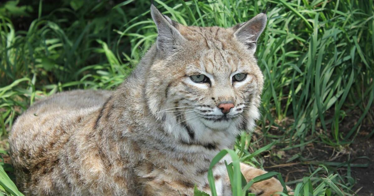 Zeus, beloved bobcat who far exceeded life expectancy, dies at Lincoln zoo