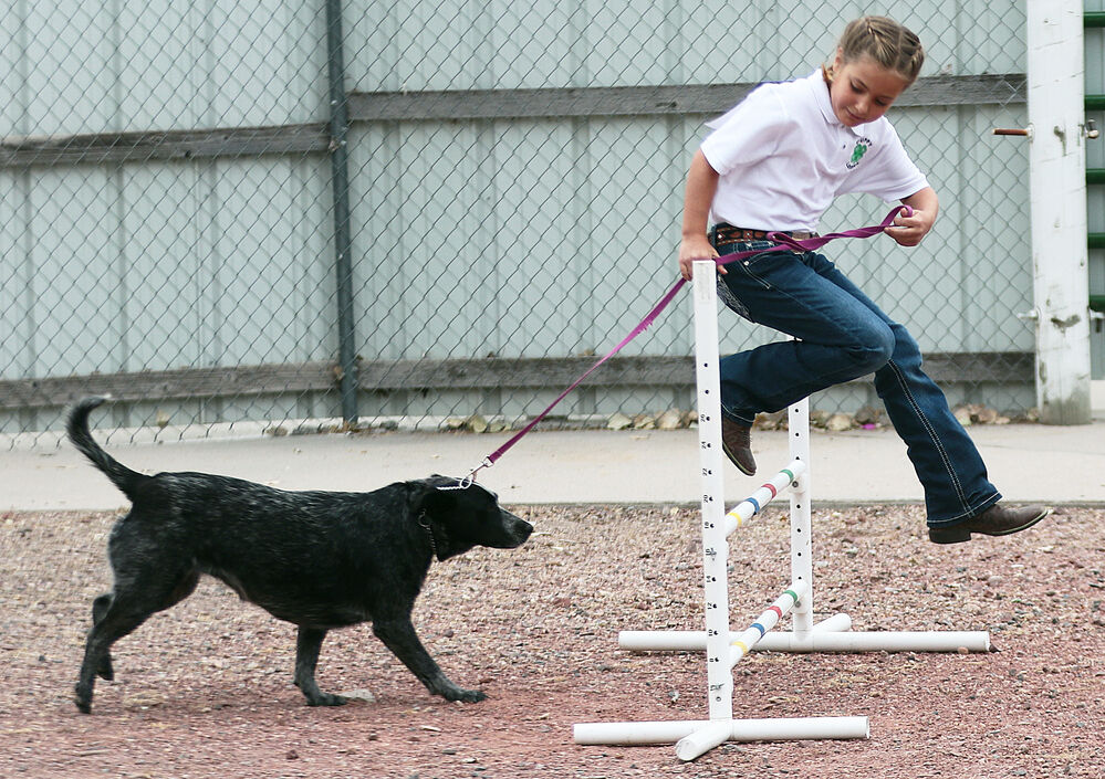 dog showmanship leads